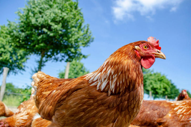 Glückliches Huhn