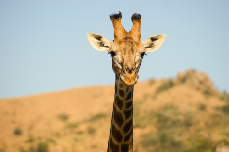 Hey, wer guckt denn da? Eine Giraffe!