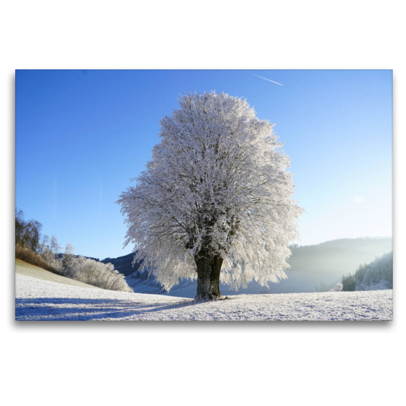 Baum im Winterfrost