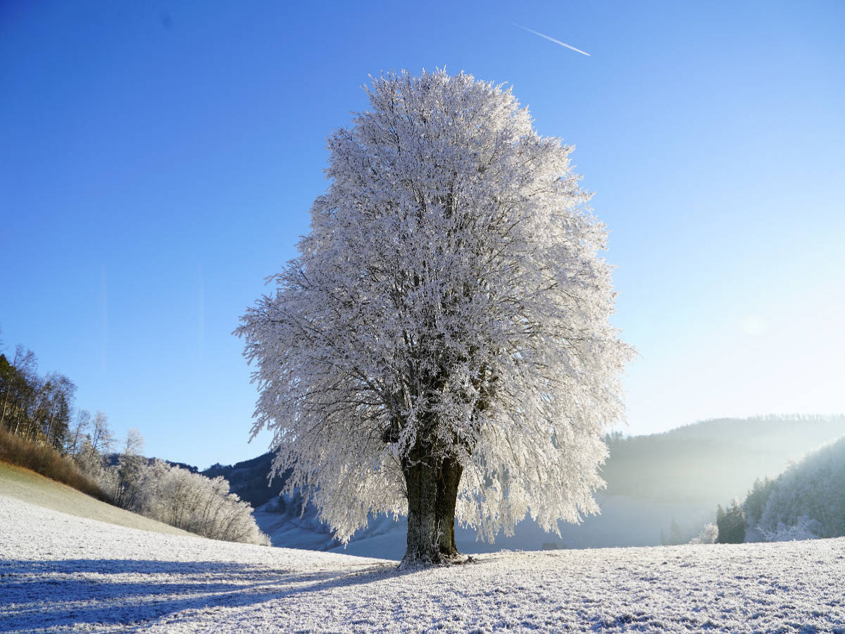 Baum im Winterfrost