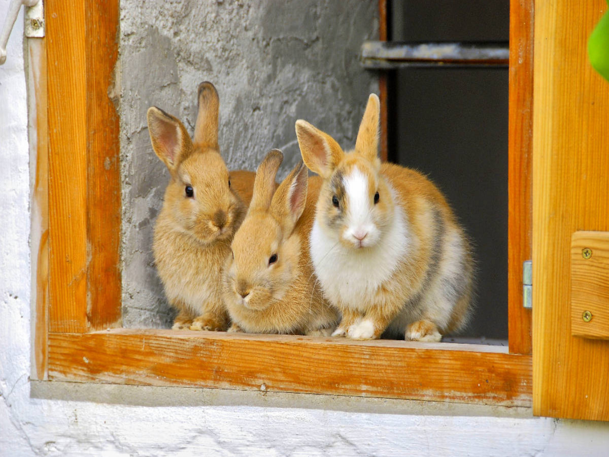 Drei Kaninchen am offenen Stallfenster