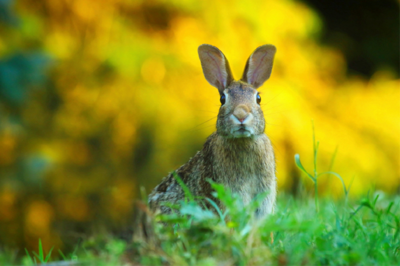 Ein aufmerksames Wildkaninchen