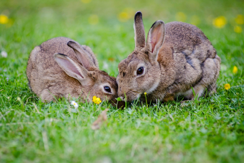 Zwei Kaninchen beim Mümmeln