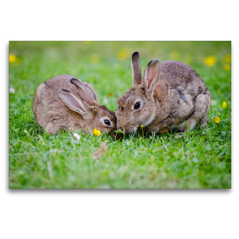 Zwei Kaninchen beim Mümmeln