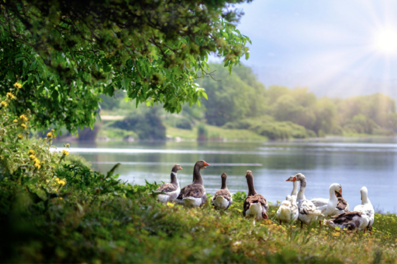 Gänse am See