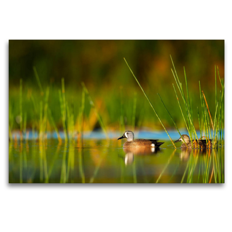 Enten im stillen Wasser