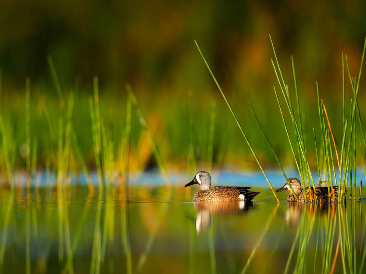 Enten im stillen Wasser