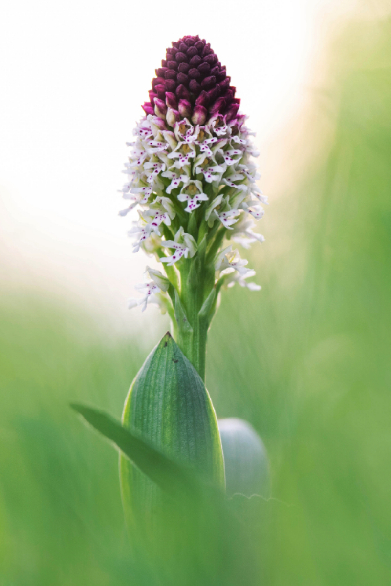 Brandknabenkraut - eine heimische Orchideenart