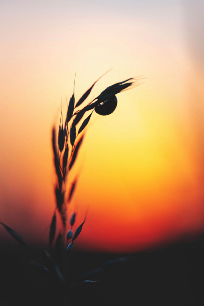 Marienkäfer im Sonnenuntergang