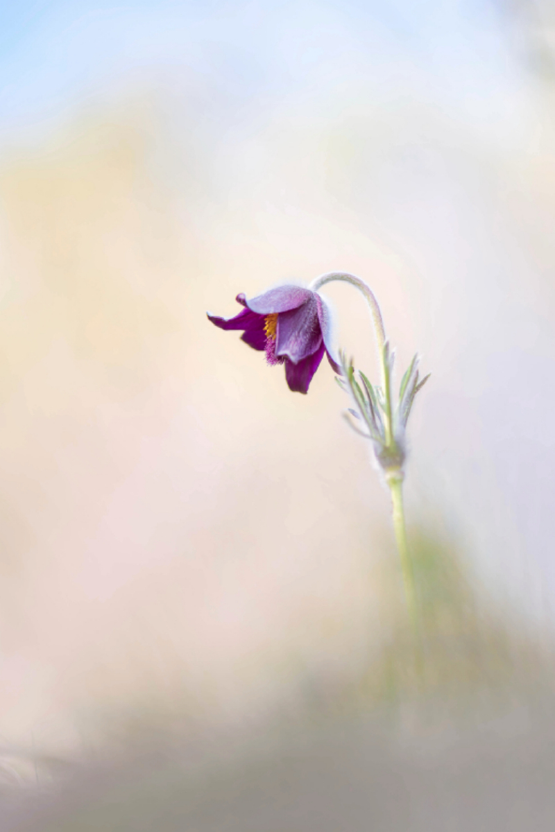 Küchenschelle im Frühling