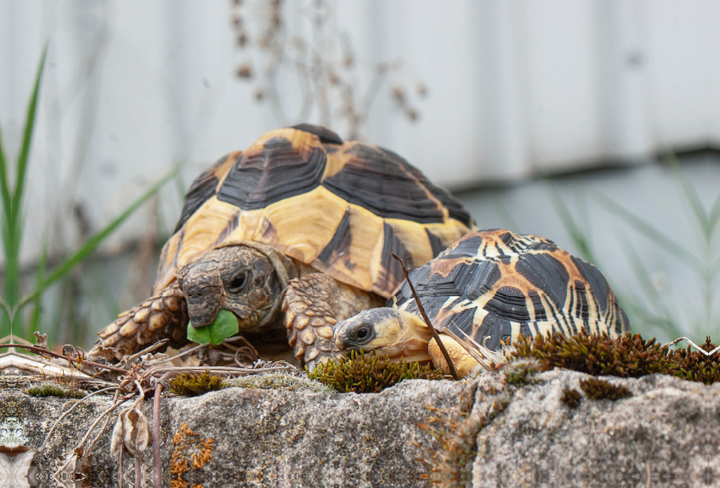 Fritz und Willi zwei Schildkröten