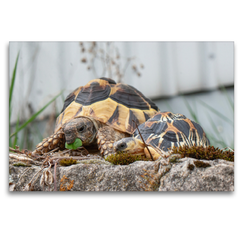 Fritz und Willi zwei Schildkröten