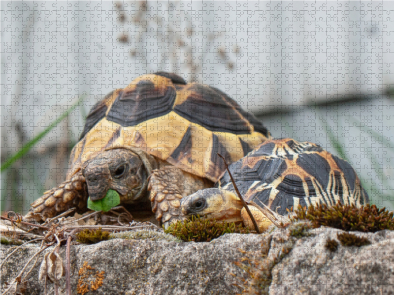 Fritz und Willi zwei Schildkröten