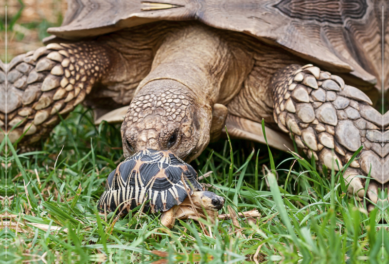 Afrikanische Spornschildkröte und eine kleine Strahlenschildkröte