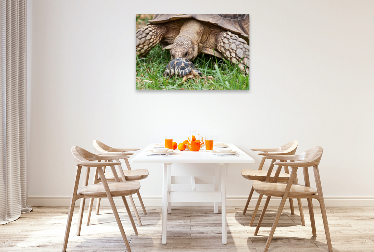 Afrikanische Spornschildkröte und eine kleine Strahlenschildkröte