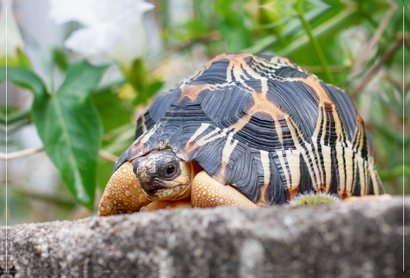 Willi Strahlenschildkröte, 2,5 Jahre alt und ca 200 gr. schwer.