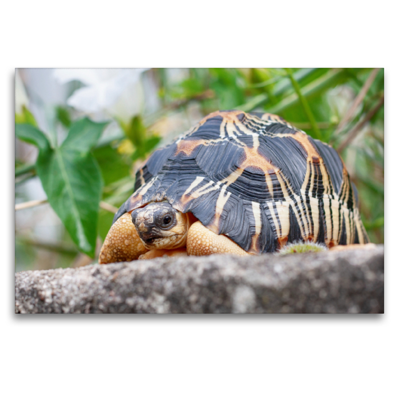 Willi Strahlenschildkröte, 2,5 Jahre alt und ca 200 gr. schwer.