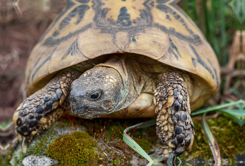 Paula eine Griechische Landschildkröte, ca. 60 Jahre alt und etwa 2,5 kg schwer.