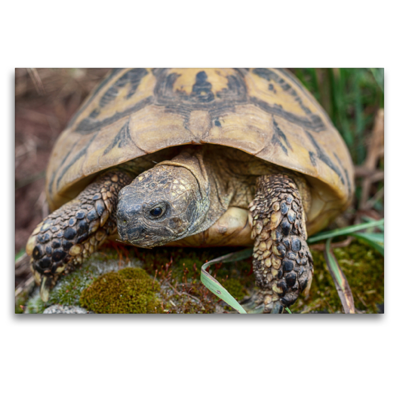 Paula eine Griechische Landschildkröte, ca. 60 Jahre alt und etwa 2,5 kg schwer.