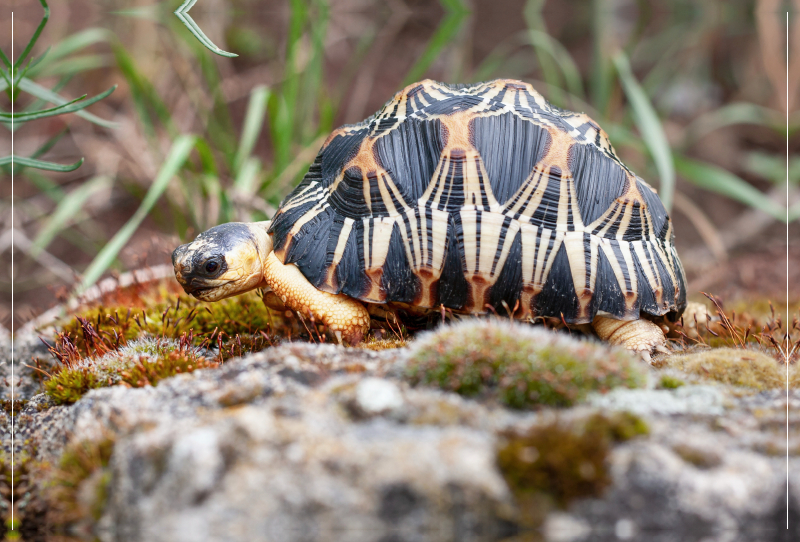 Willi Strahlenschildkröte, 2,5 Jahre alt und ca 200 gr. schwer.