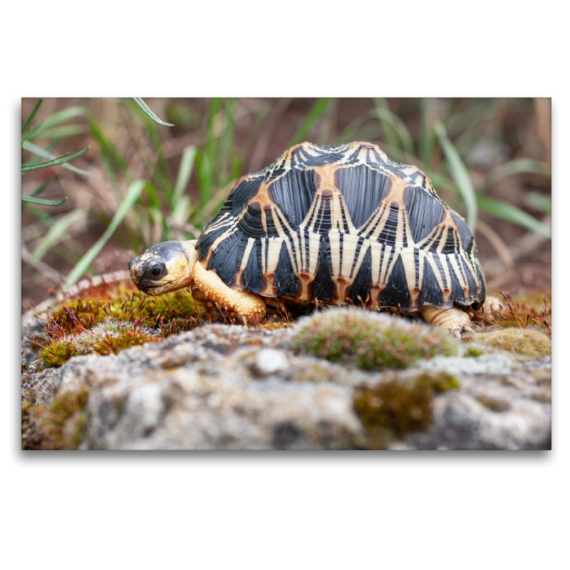 Willi Strahlenschildkröte, 2,5 Jahre alt und ca 200 gr. schwer.