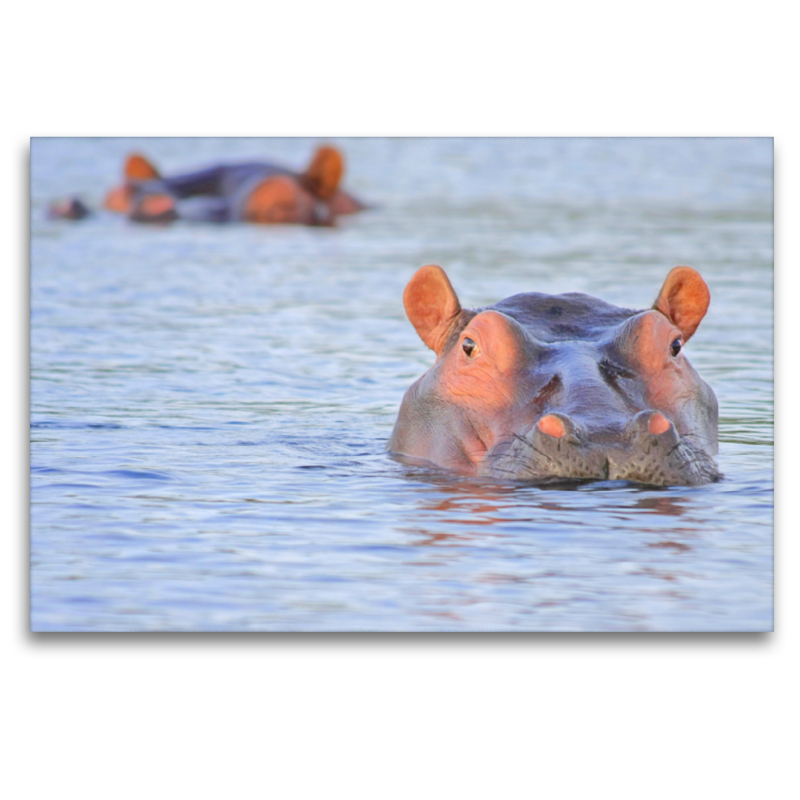 Flusspferd. Gewicht: 1800 kg / Höhe: 1,5 m