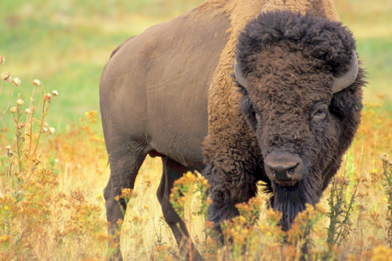 Bison. Gewicht: 900 kg / Höhe: 1,90 m