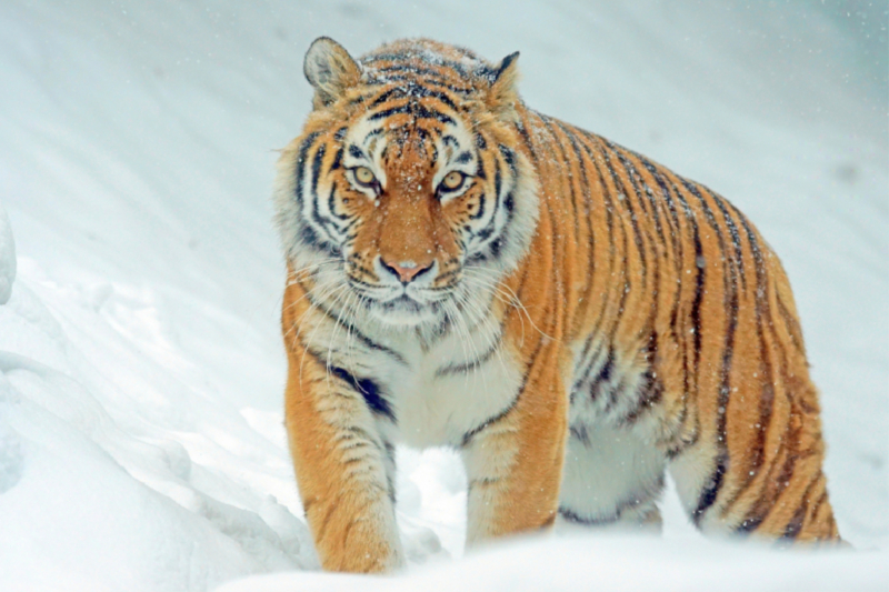 Sibirischer Tiger. Kopf-Rumpf-Länge: 2,70 m / Gewicht: 250 kg