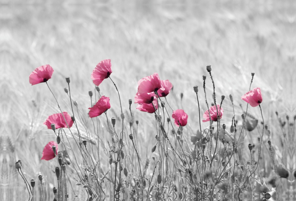 Rosa Klatschmohn Zeit