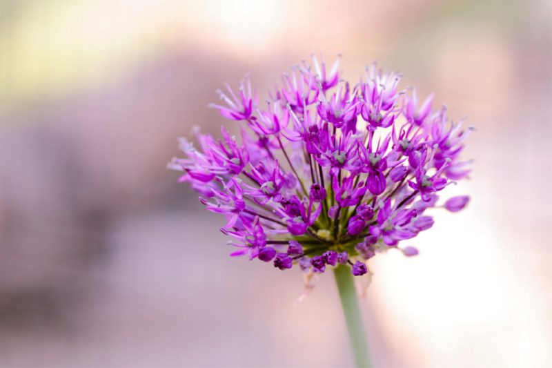 Allium