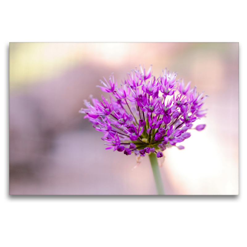 Allium