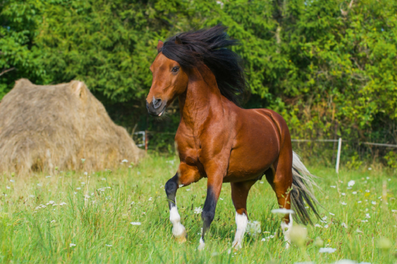 Welsh Pony