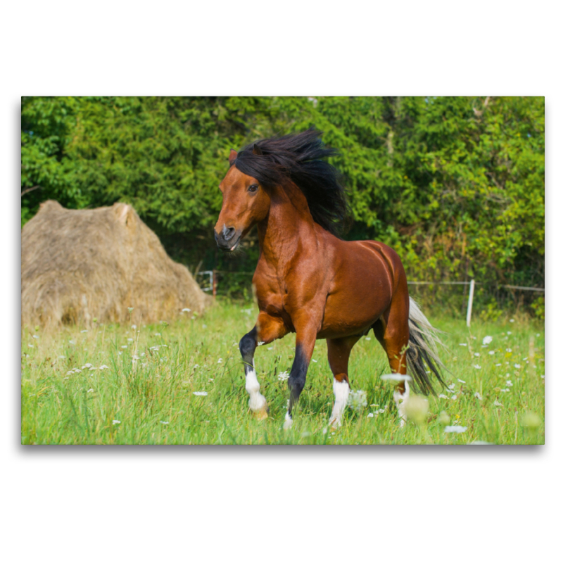 Welsh Pony