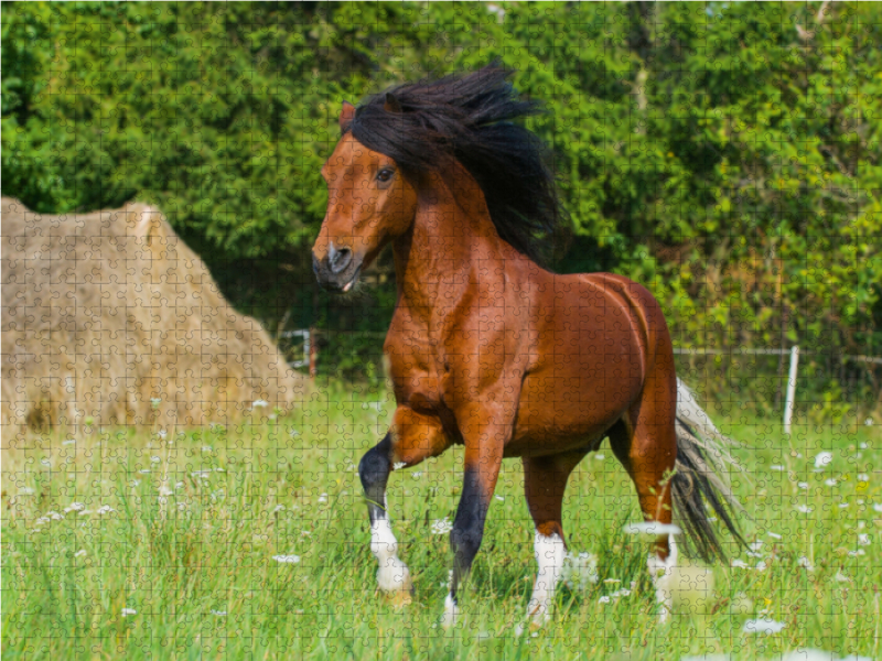 Welsh Pony