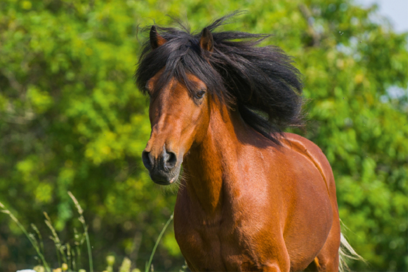 Welsh Pony Porträt