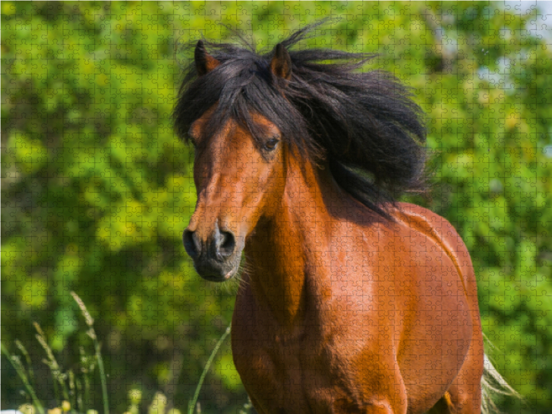 Welsh Pony Porträt