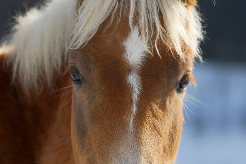 Haflinger