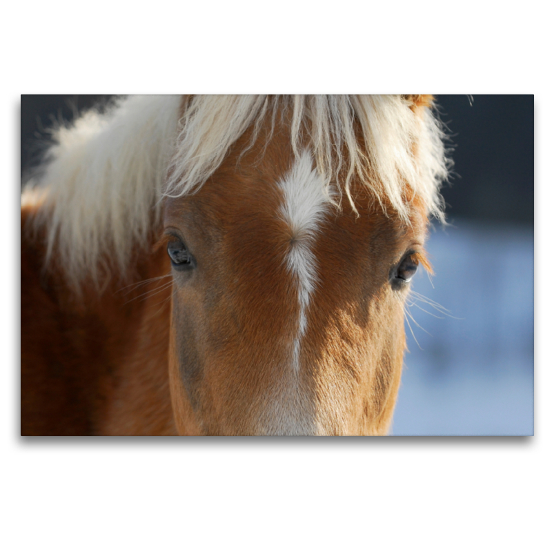 Haflinger