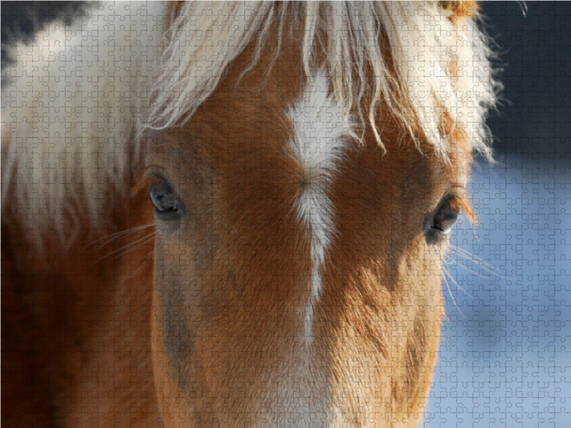 Haflinger