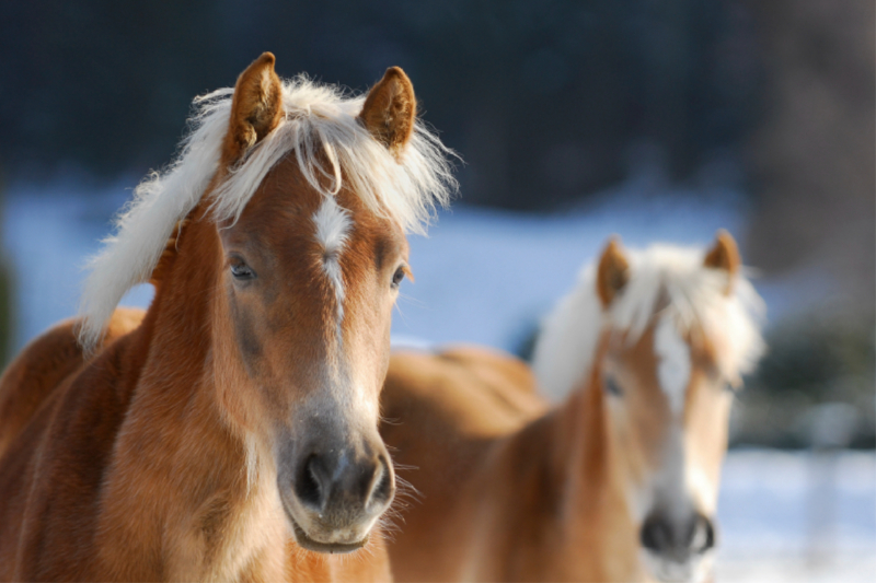 Haflinger