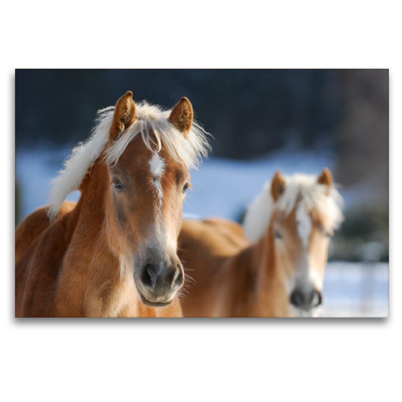 Haflinger