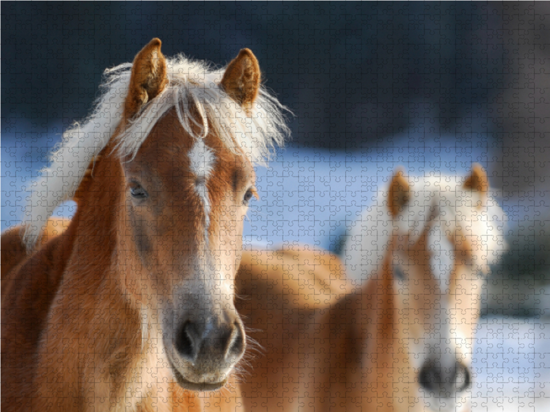 Haflinger