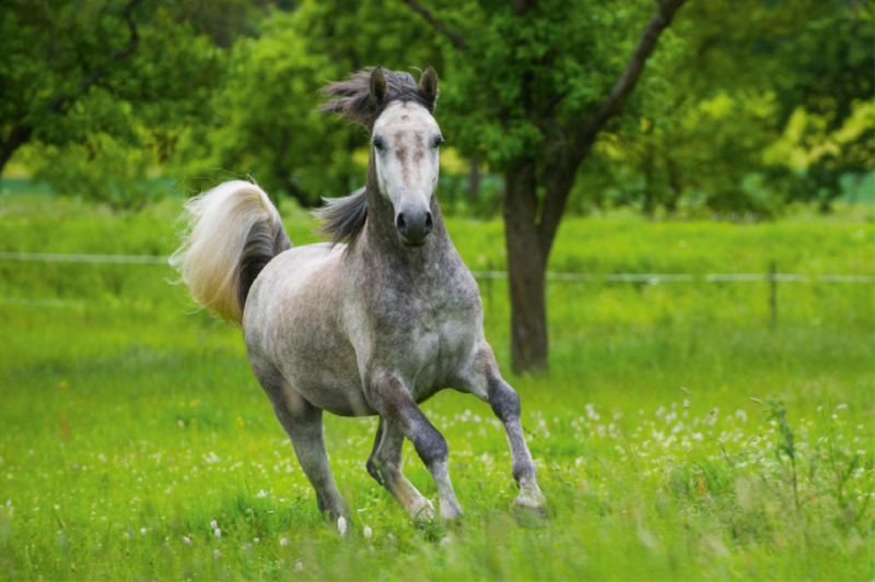 Lipizzaner Junghengst