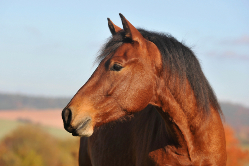 Pferd Junghengst Porträt