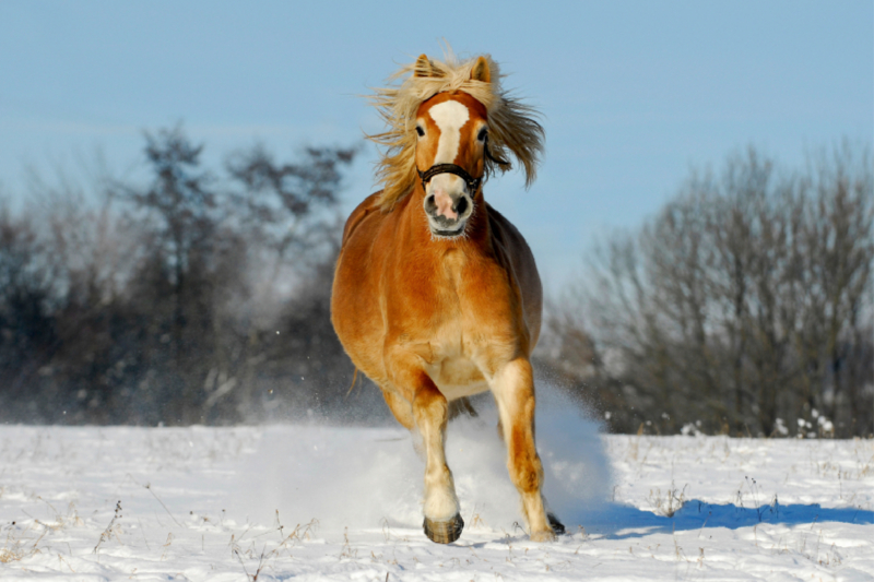 Haflinger im Schnee