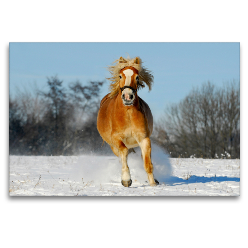 Haflinger im Schnee