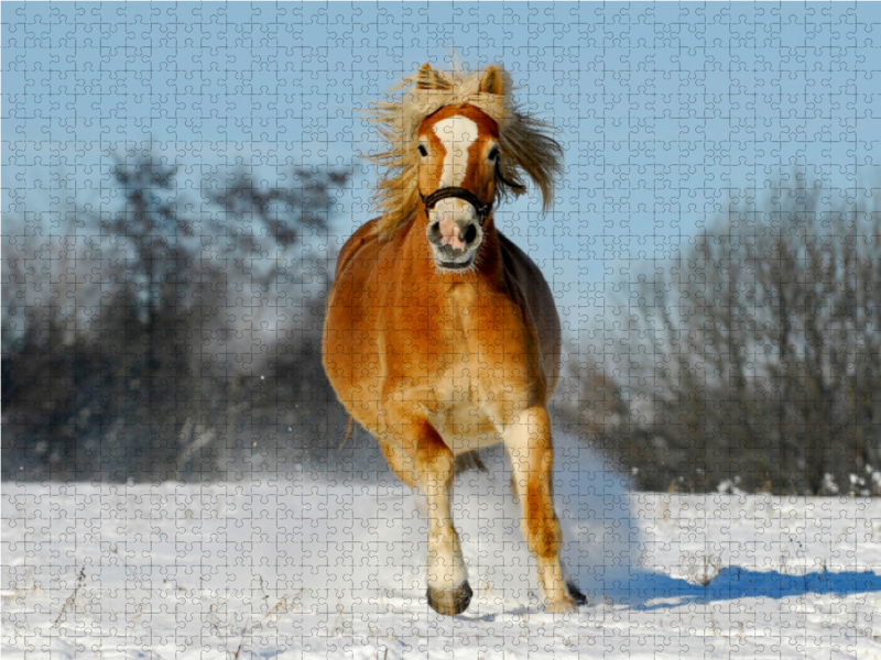 Haflinger im Schnee