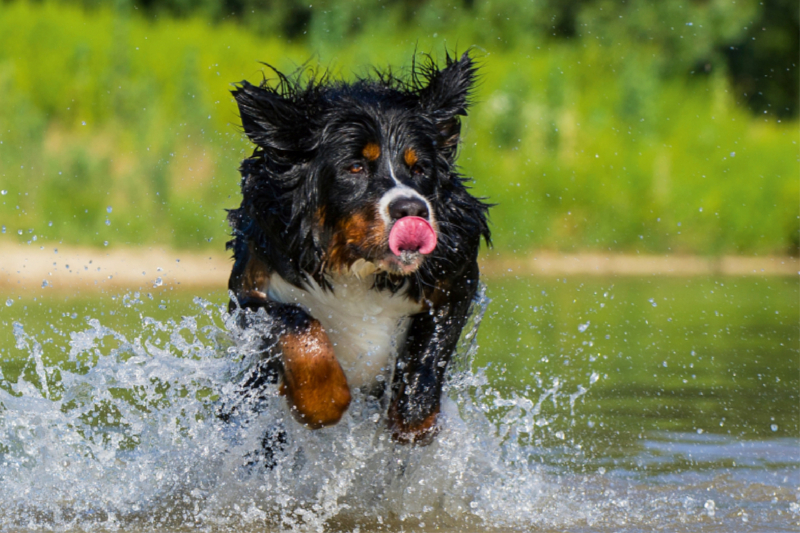 Berner Sennenhund am See