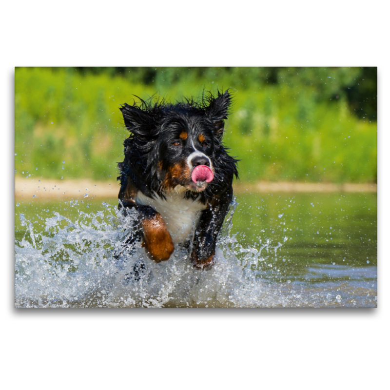 Berner Sennenhund am See