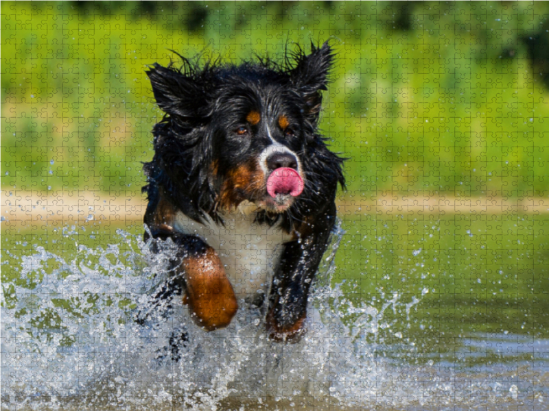 Berner Sennenhund am See